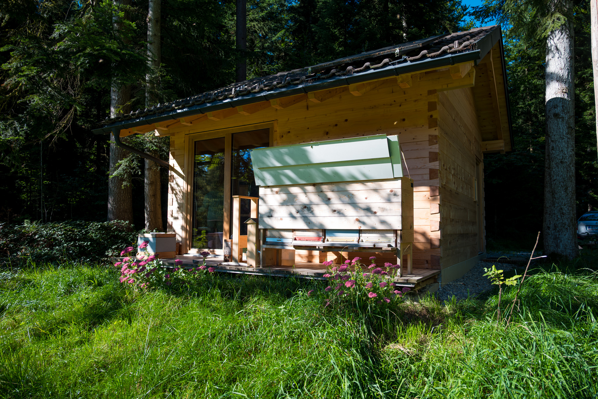 Das Vereinsbienenhaus mit schrägem Ziegeldach steht in einem bewaldeten Gebiet. Die Hütte besteht aus hellem Holz und hat eine große Glasfront, durch die man ins Innere sehen kann. Davor befindet sich eine Imkerei mit mehreren hell gestrichenen Bienenstöcken, die auf einer Holzplattform angeordnet sind. Die Umgebung ist grün und natürlich, mit Gras, blühenden Pflanzen im Vordergrund und hohen Bäumen im Hintergrund. Ein Auto ist teilweise hinter der Hütte sichtbar, was auf eine gute Erreichbarkeit des Ortes hinweist.